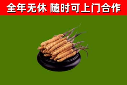 海门回收散虫草