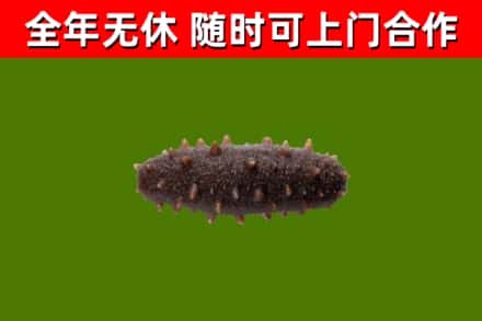 海门回收海参干